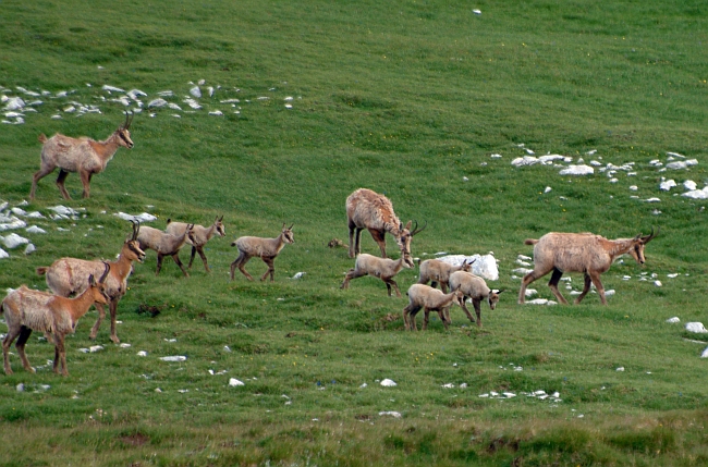 Camoscio d''Abruzzo Rupicapra pyrenaica ornata